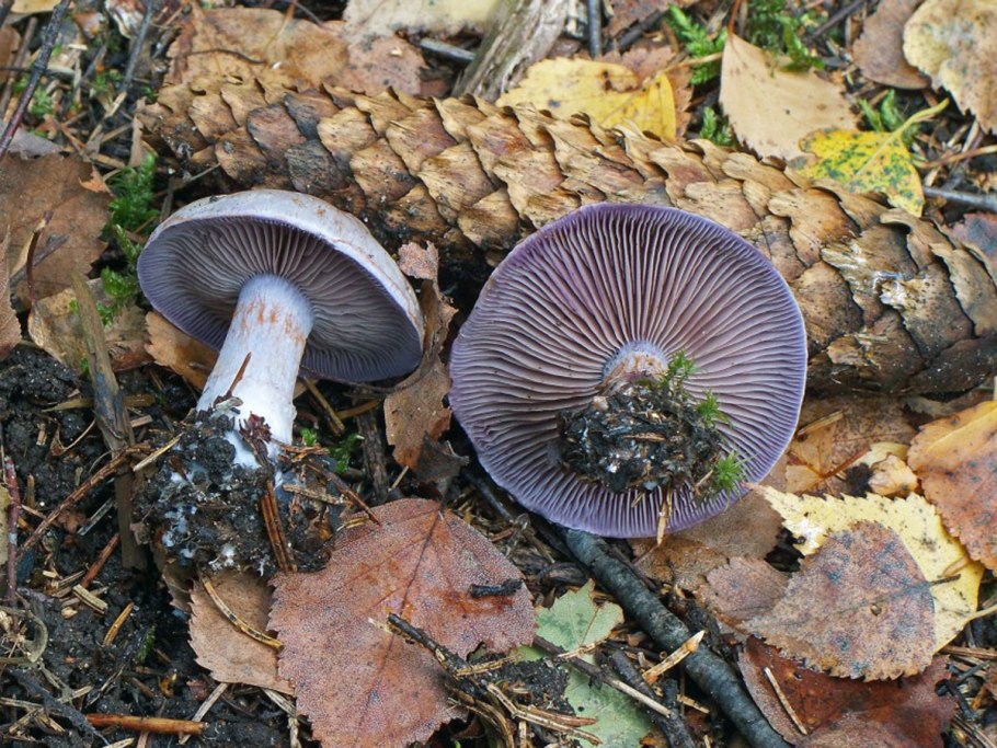 Ядовитые грибы Амурской области