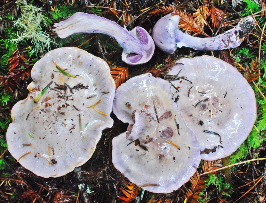 Леписта фиолетовая рядовка