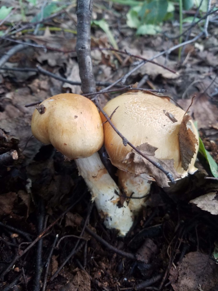 Паутинник триумфальный гриб