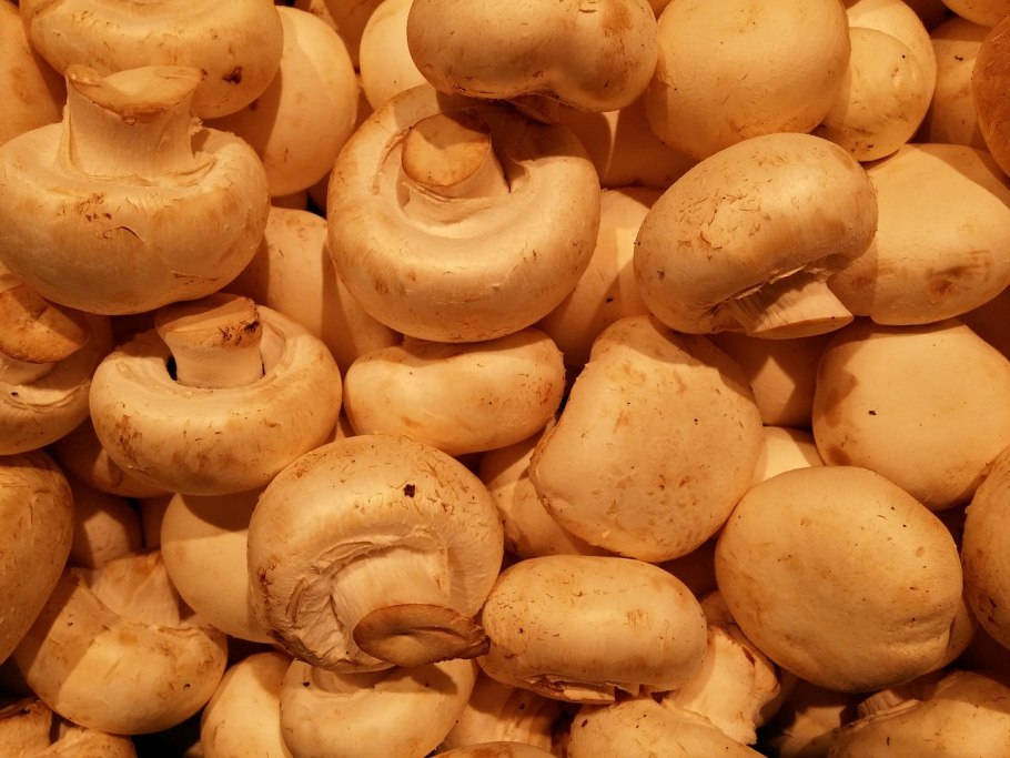 Темные шампиньоны сорт