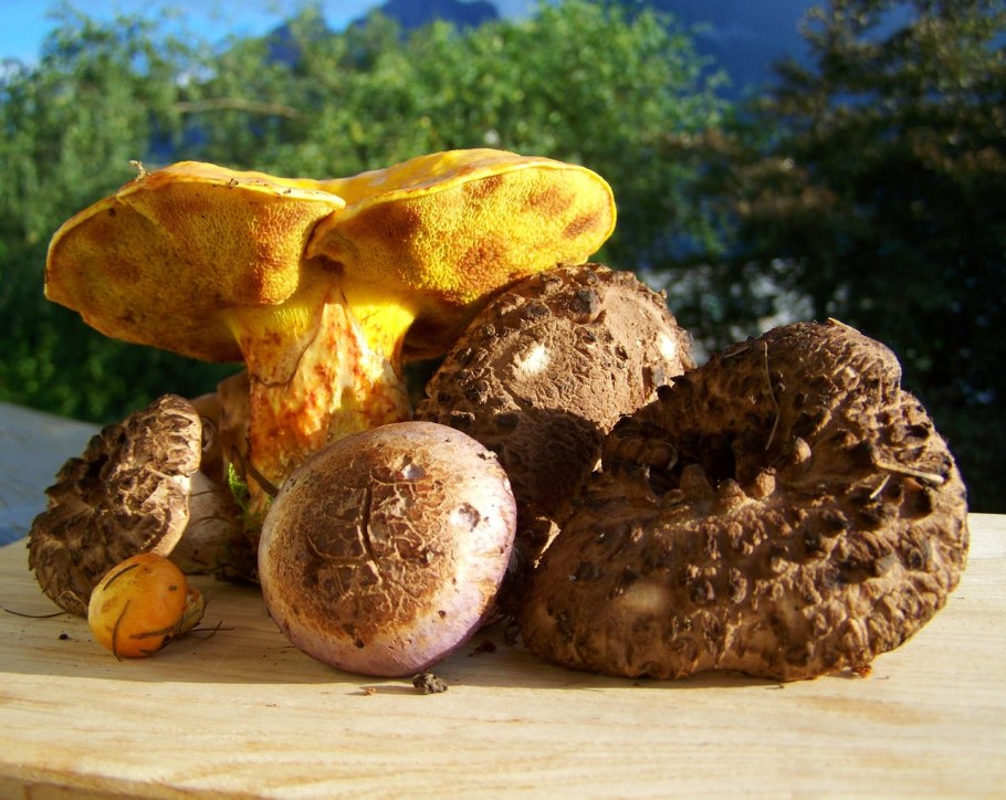 Грибы коричневого цвета съедобные