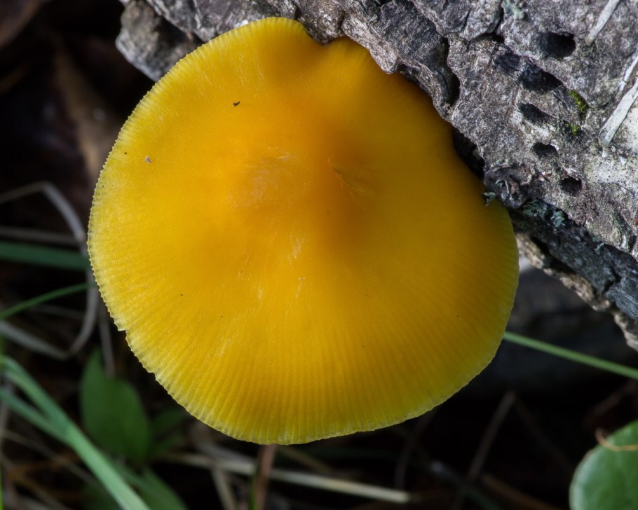 Гриб Плютей жёлтый