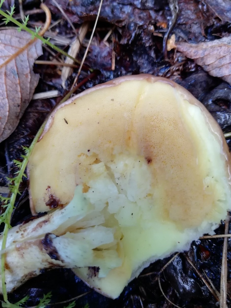 Гриб с маслянистой шляпкой