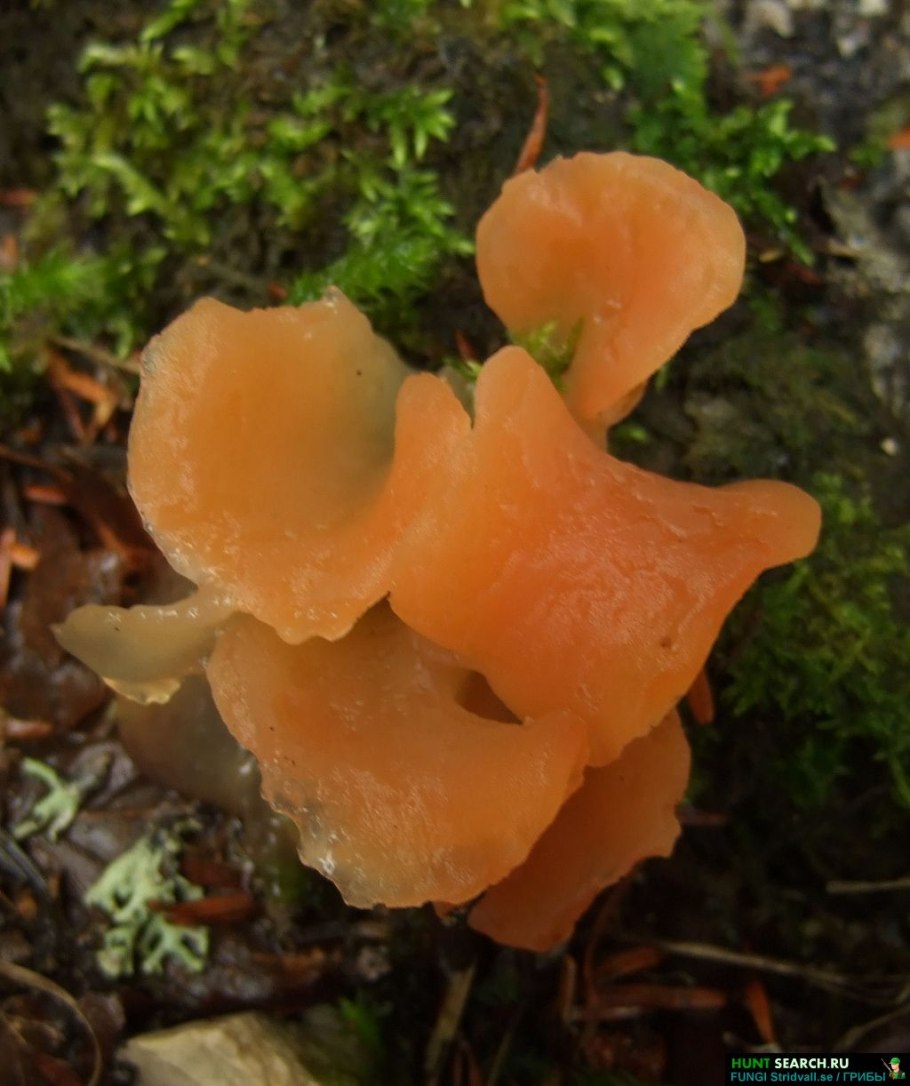 Фунгус гриб