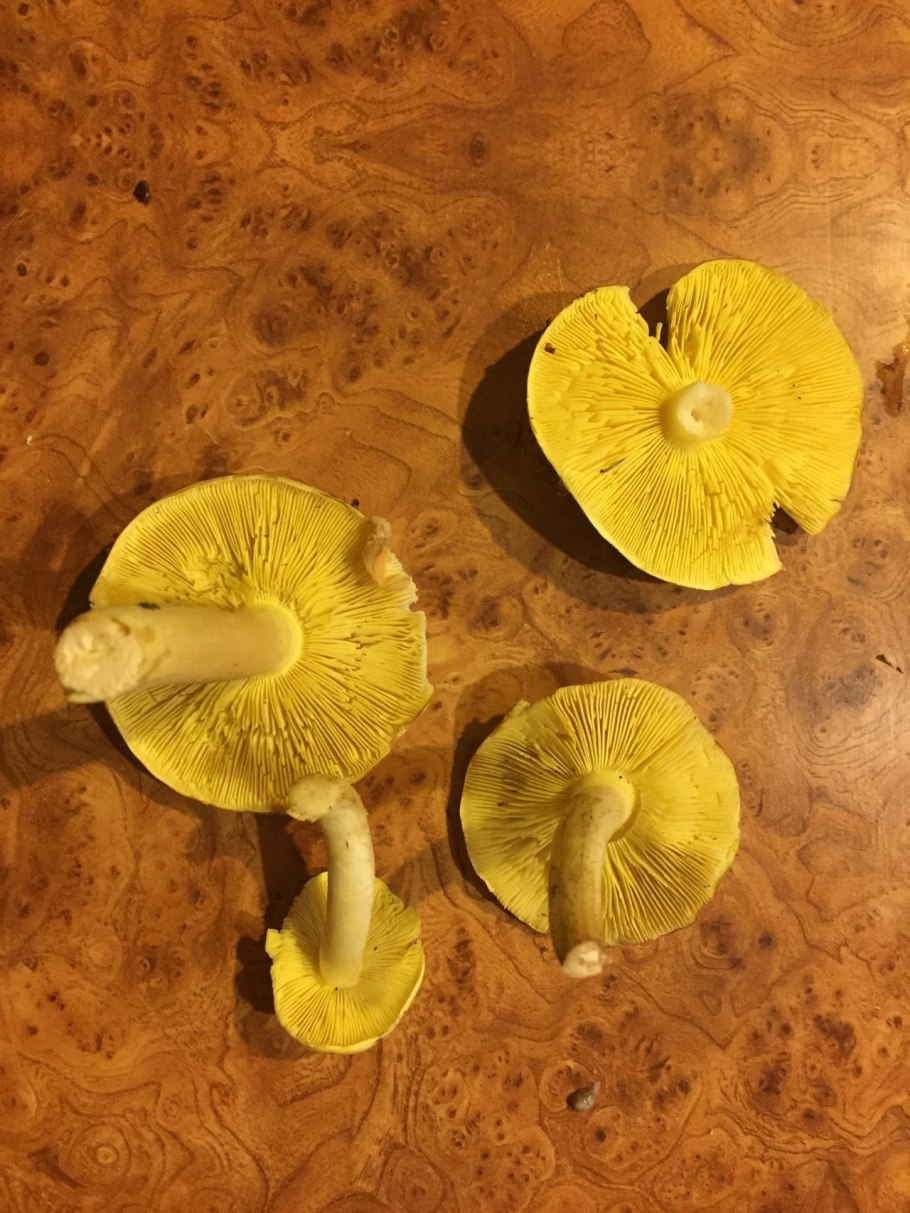 Гриб желейник