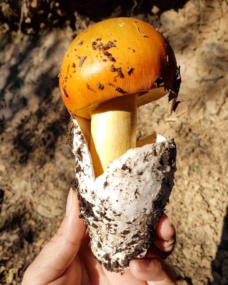 Цезарский гриб Amanita Caesarea