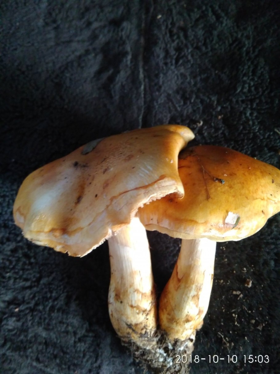 Гриб паутинник желтый