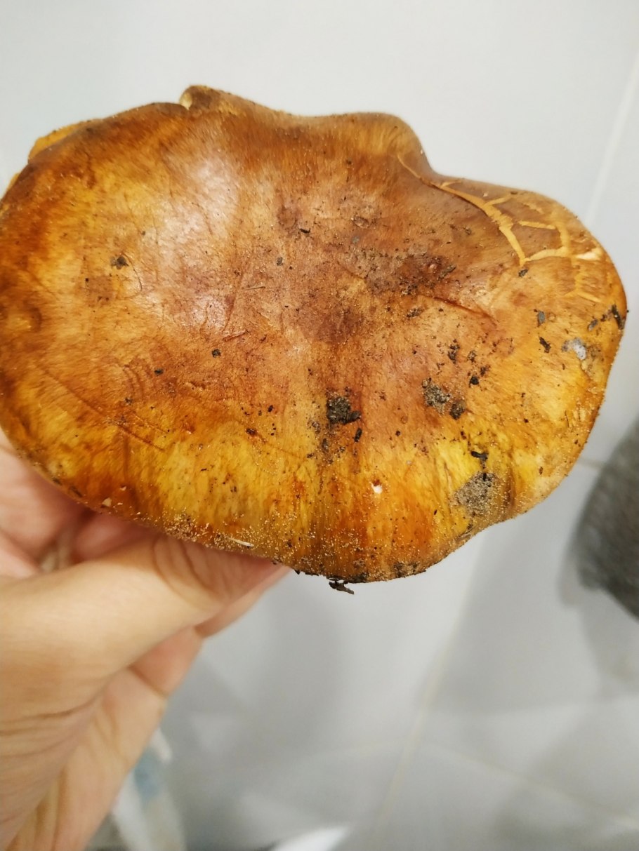 Съедобные грибы Солонина