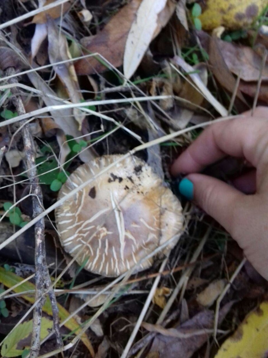 Hebeloma sinapizans гриб