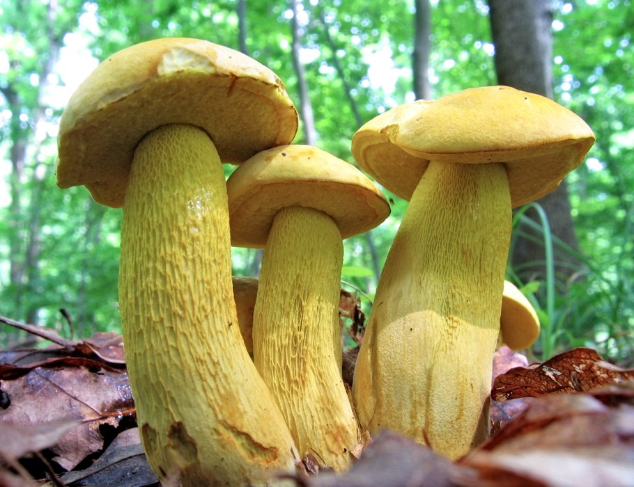 Грибы семейства болетовых