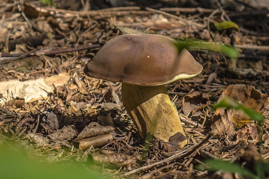 Горчичный гриб фото