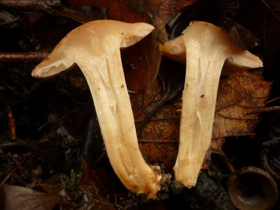 Гебелома Hebeloma sinapizans