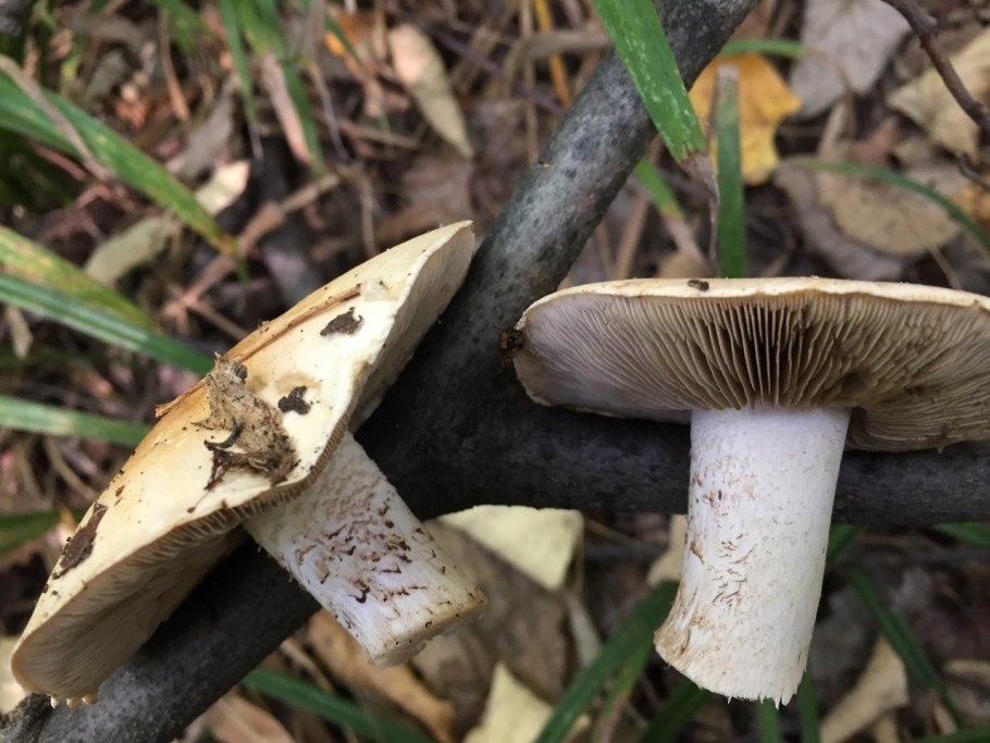 Гебелома горчичная Hebeloma sinapizans