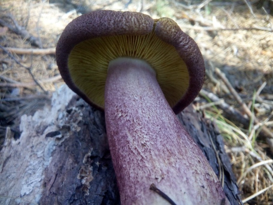 Рядовка краснеющая или опенок желто-красный