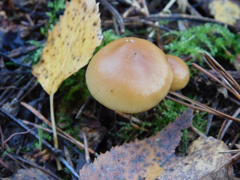 Грибы Костромского края