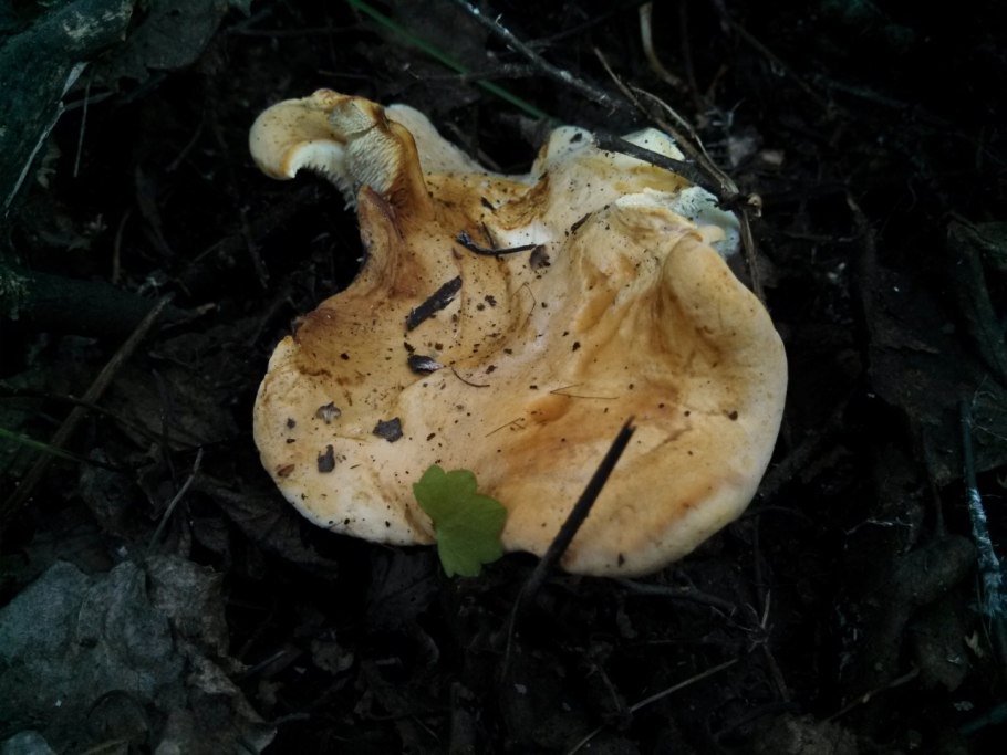 Гриб желтяк