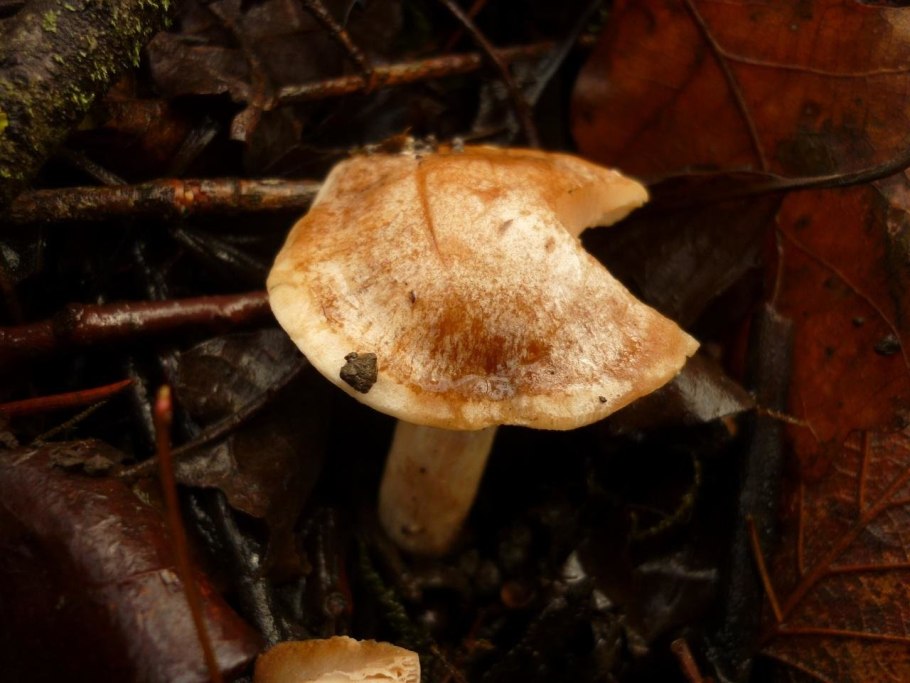 Hebeloma sinapizans гриб