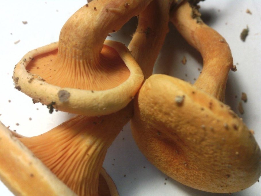 Гриб Лисичка на толстой ножке