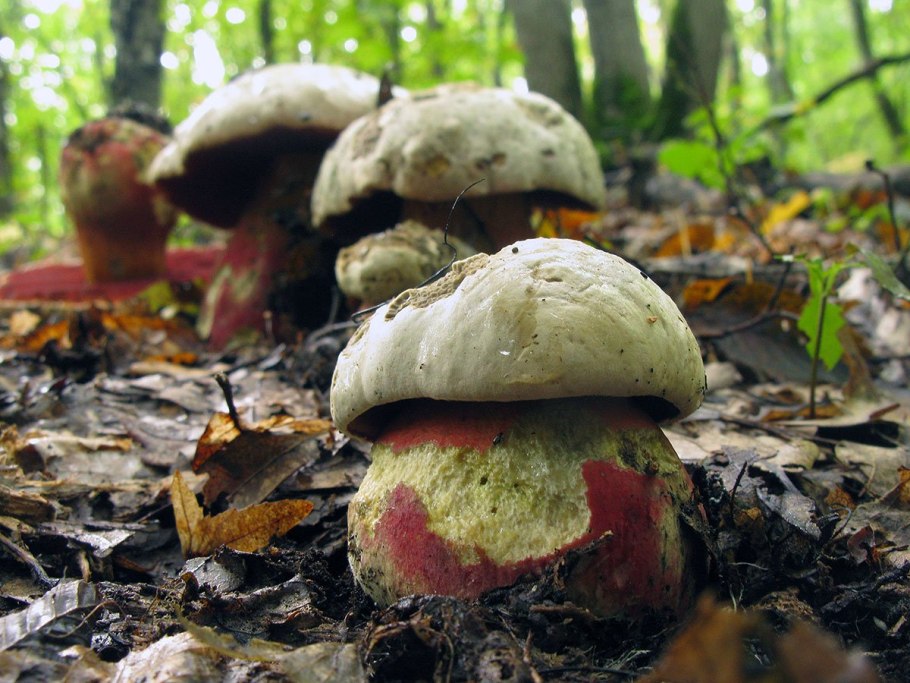 Грибы сатанинский гриб