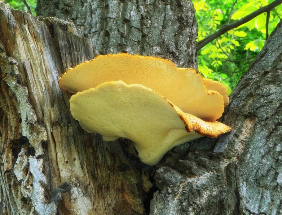 Polyporus грибы