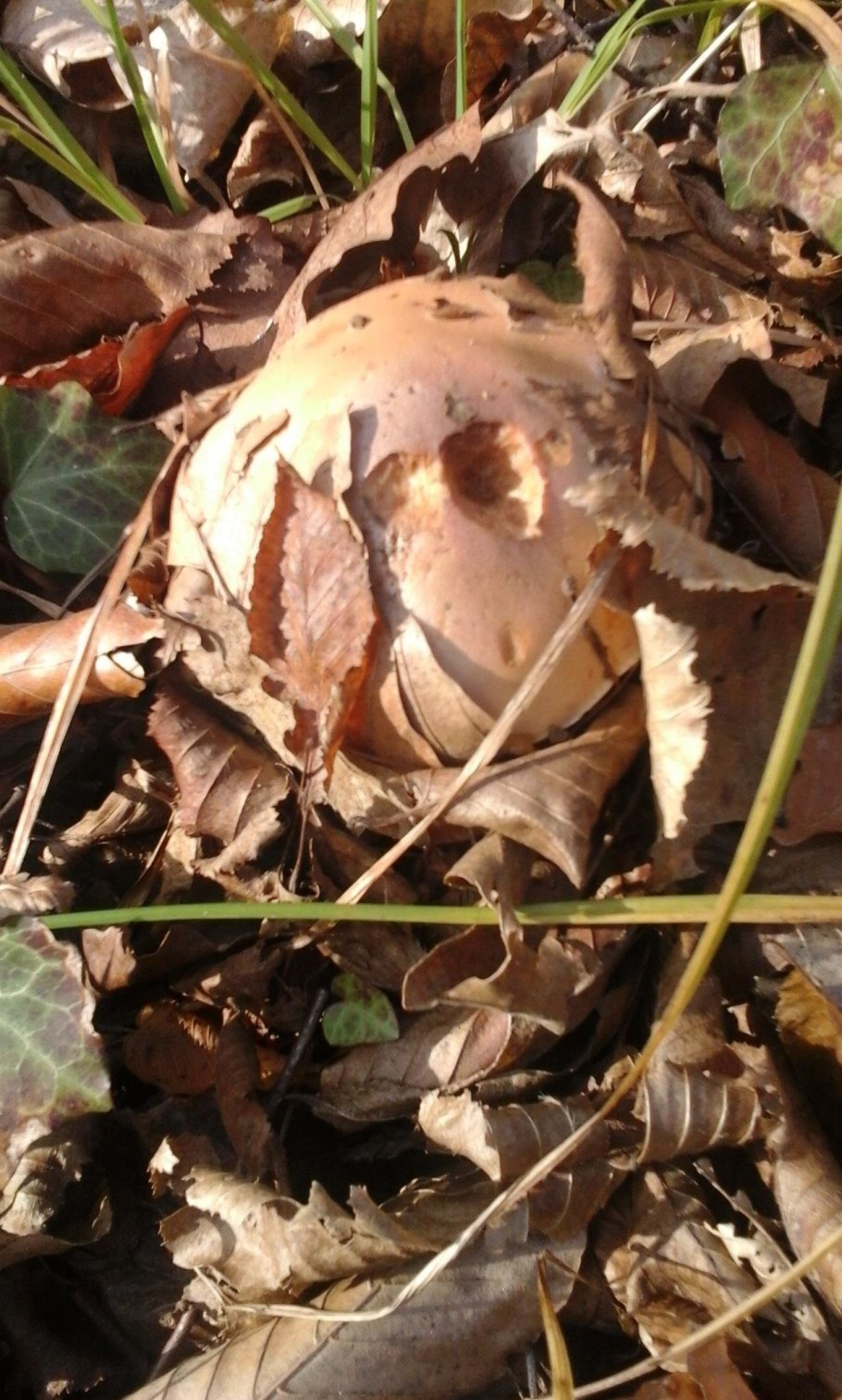 Гебелома горчичная фото