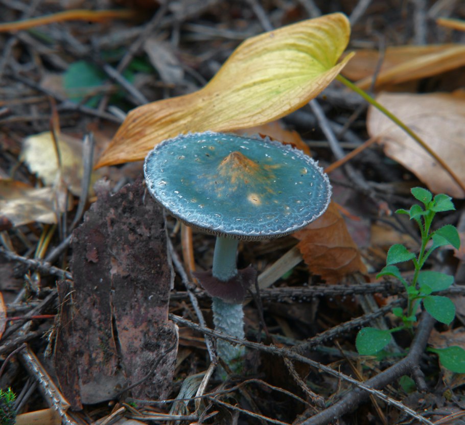 Строфария сине-зеленая строфария сине-зеленая