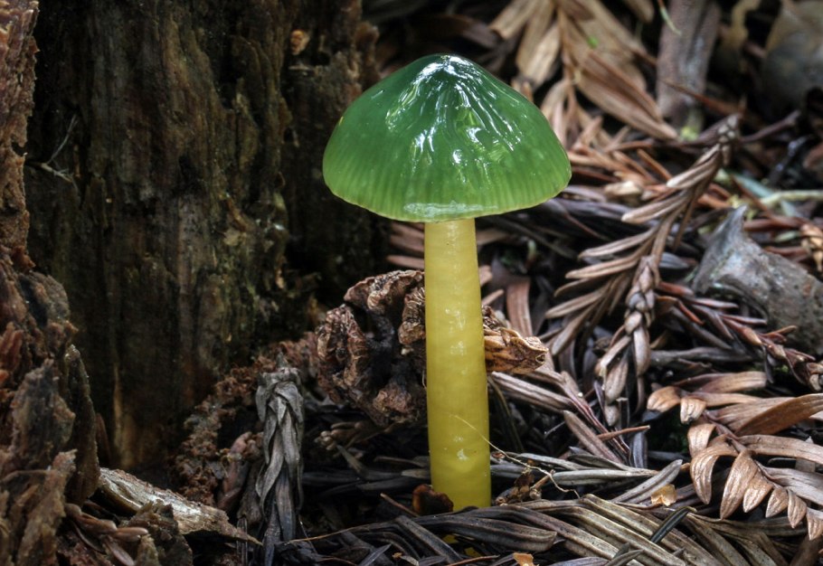 Gliophorus psittacinus