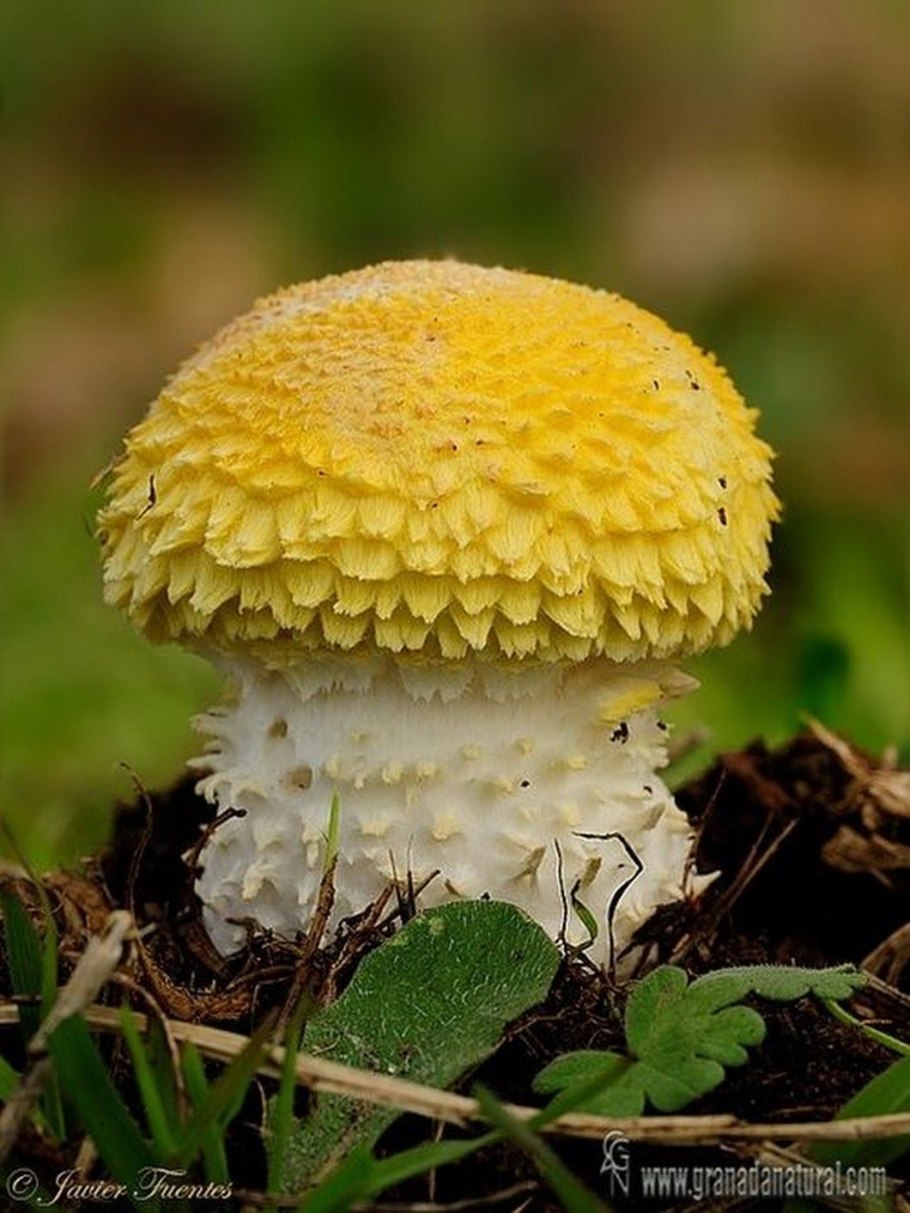 Мицена (Mycena interrupta)