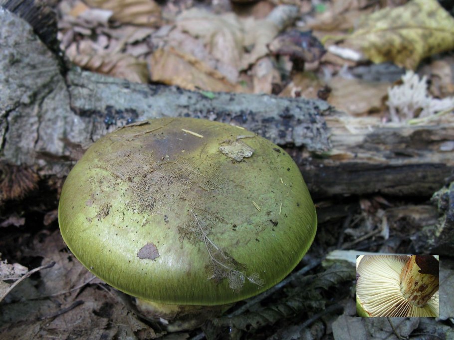 Сыроежка (Russula)