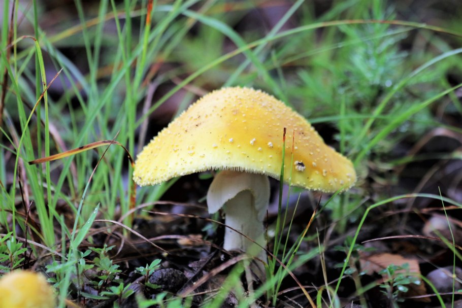 Бледная поганка Amanita phalloides