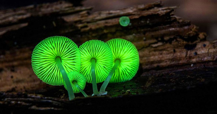 Зеленушка гриб