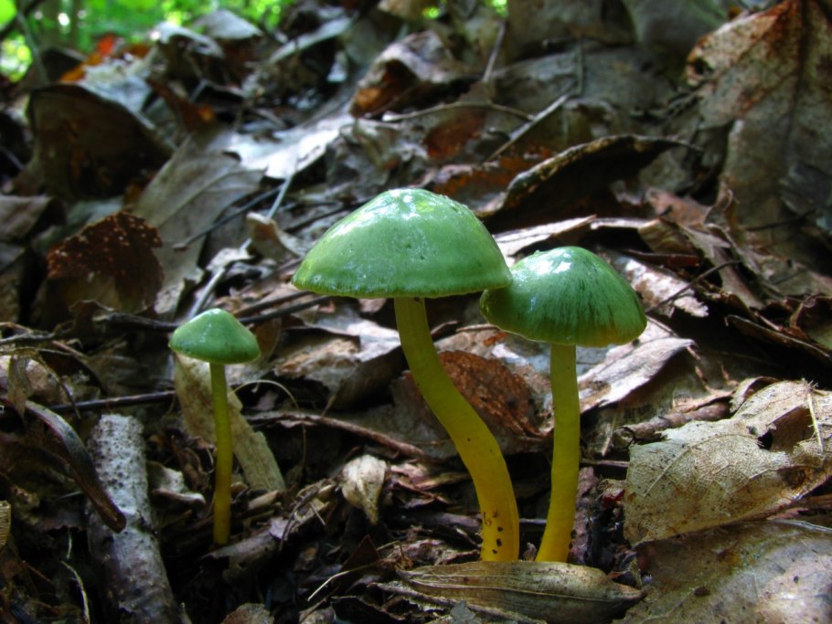 Гигроцибе пёстрая (Hygrocybe psittacina)