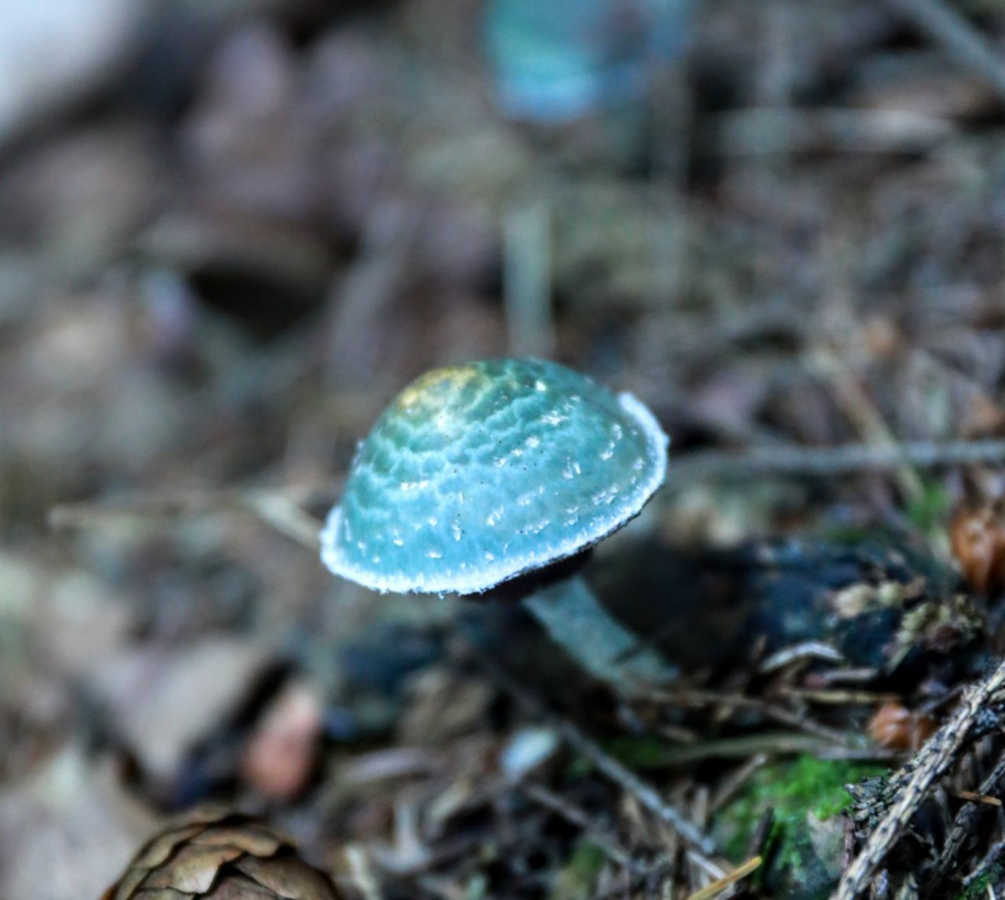 Тройшлинг ярь-медянковый