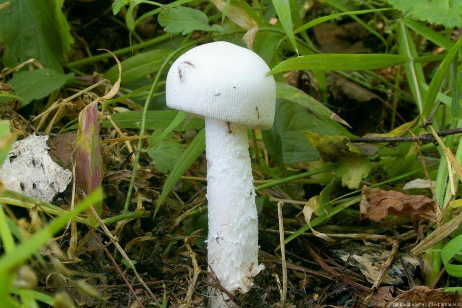 Поплавок белоснежный Amanita nivalis