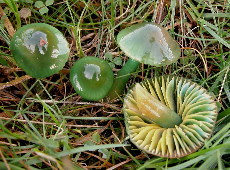 Гриб строфария сине-зеленая