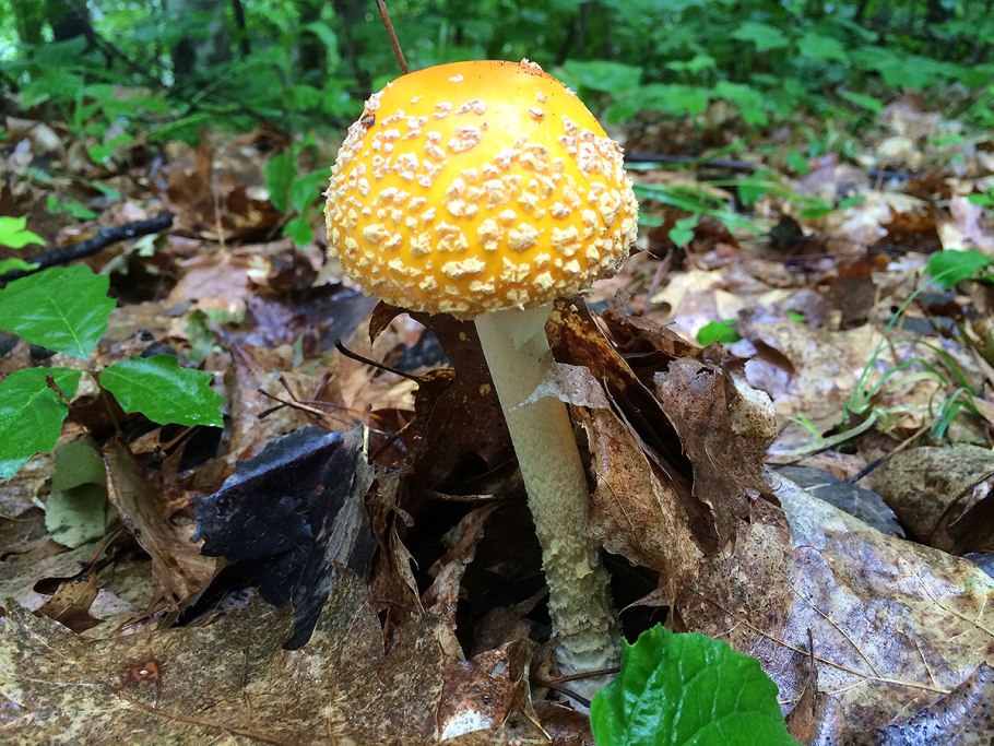 Грибы зеленого цвета