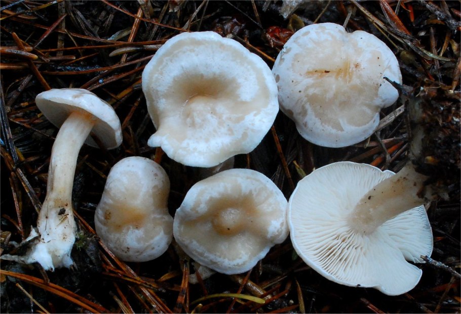 Говорушка беловатая (Clitocybe rivulosa)