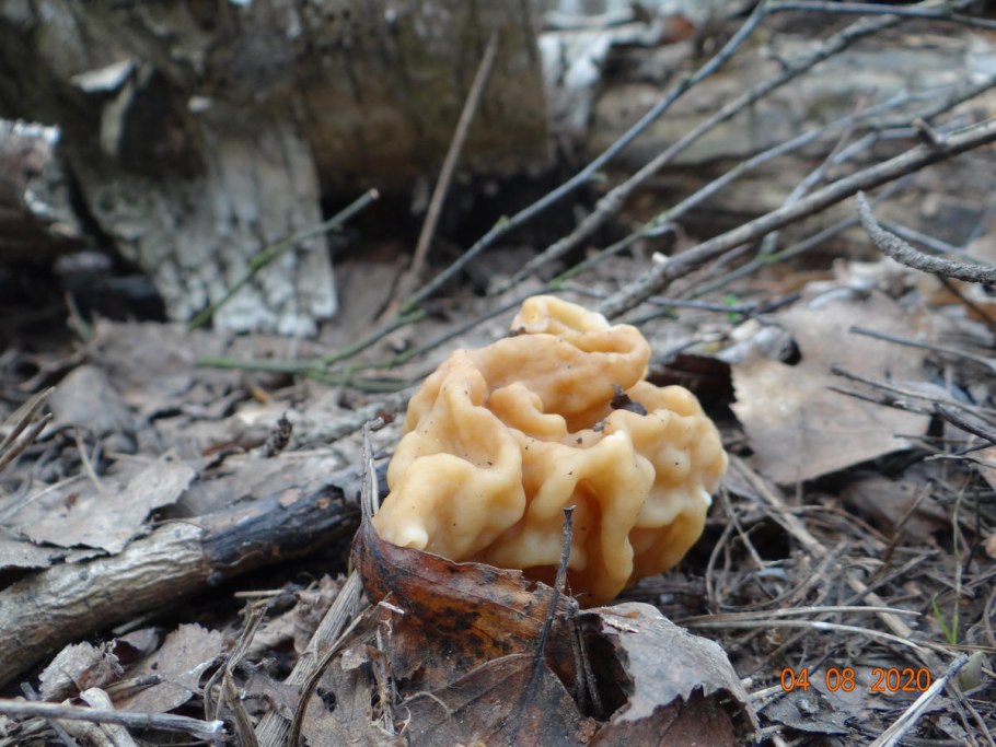 Белые сопливые грибы