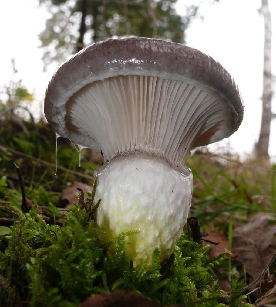 Мокруха Еловая гриб