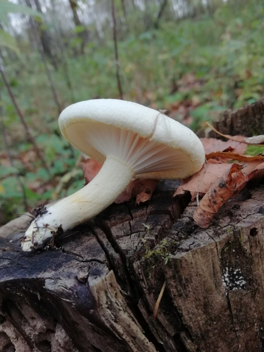 Гриб с белой шляпкой