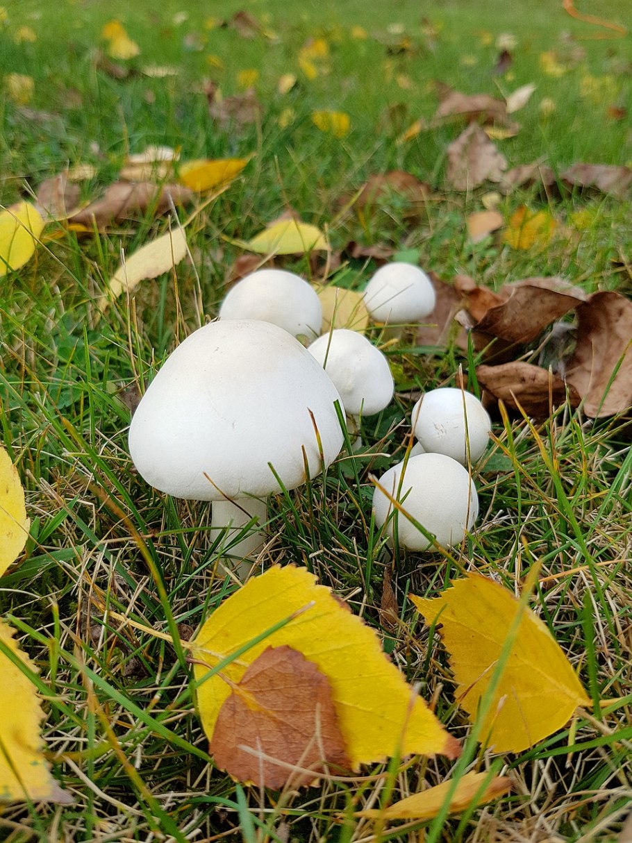 Грибы в траве фото