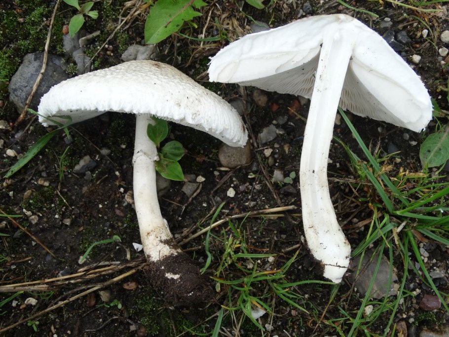 • Зонтик белый (Macrolepiota excoriata