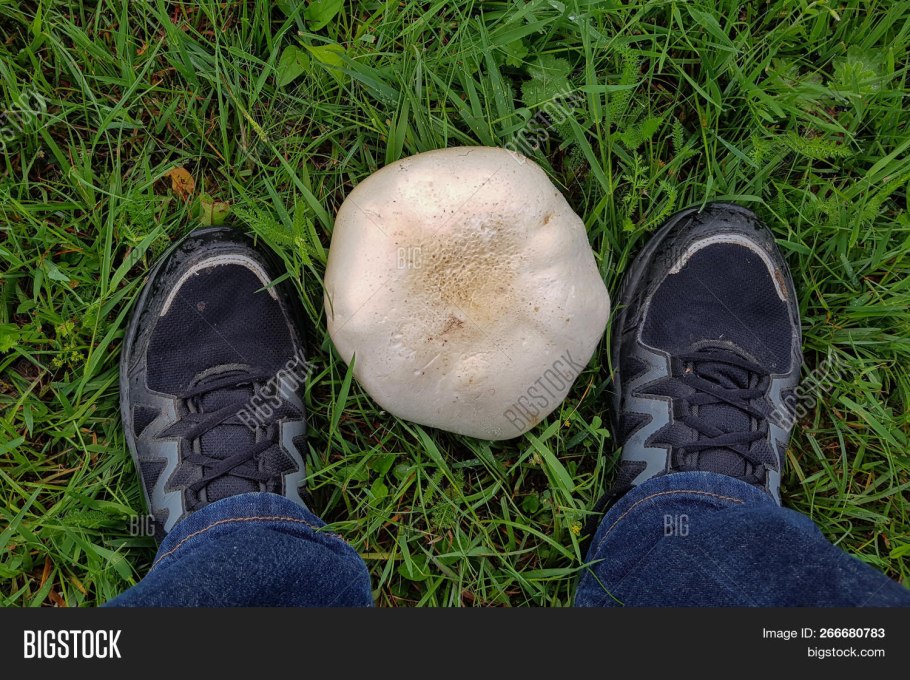 Полностью белый гриб