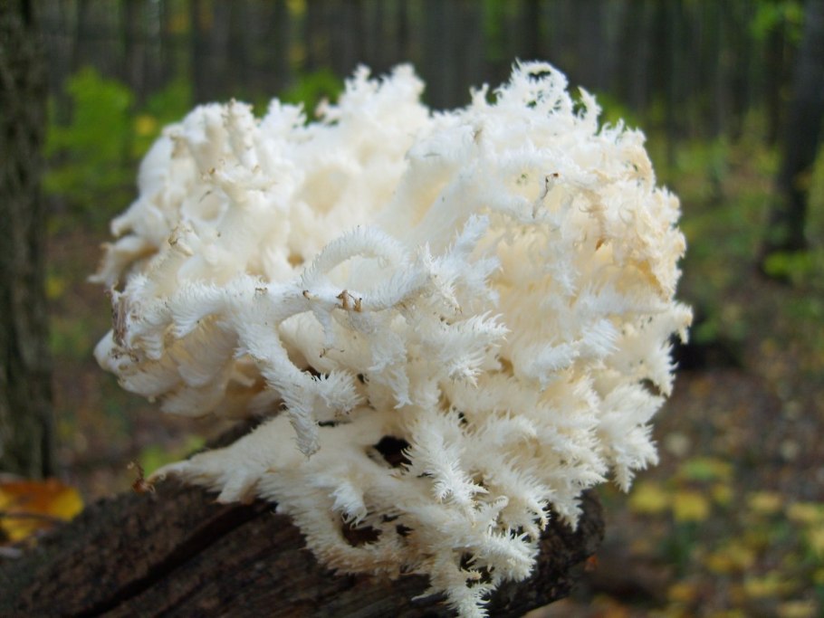 Laccaria amethystina