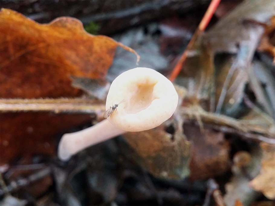 Грибы растущие на Урале