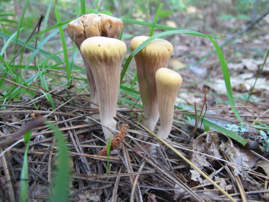 Клавариадельфус пестиковый