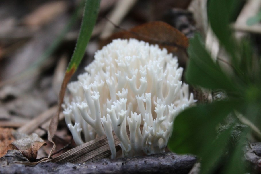 Оленьи рожки грибы Рамария