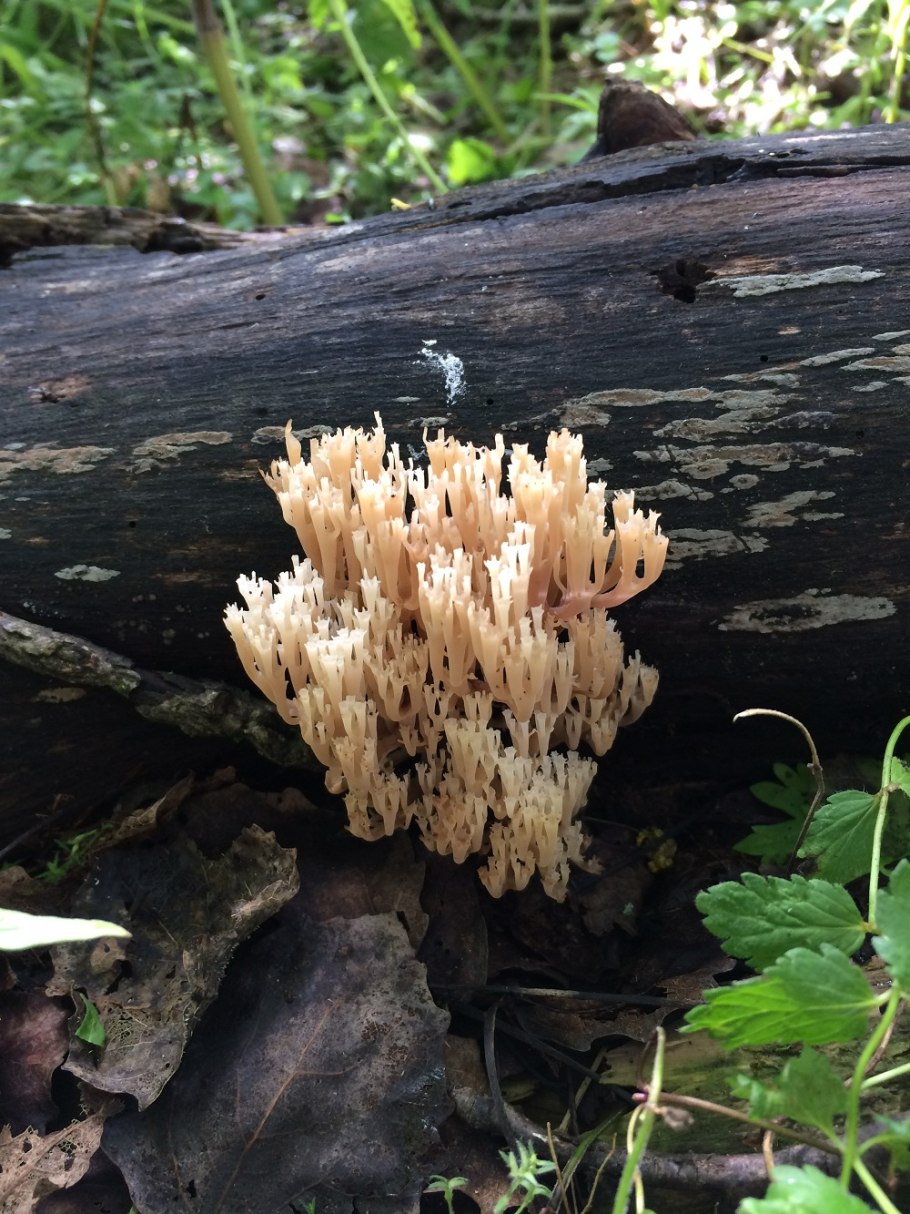 Гриб Рогатик желтый