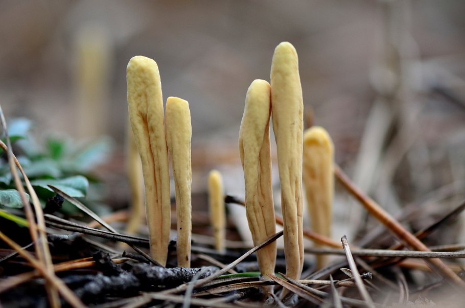 Клавариадельфус пестиковый