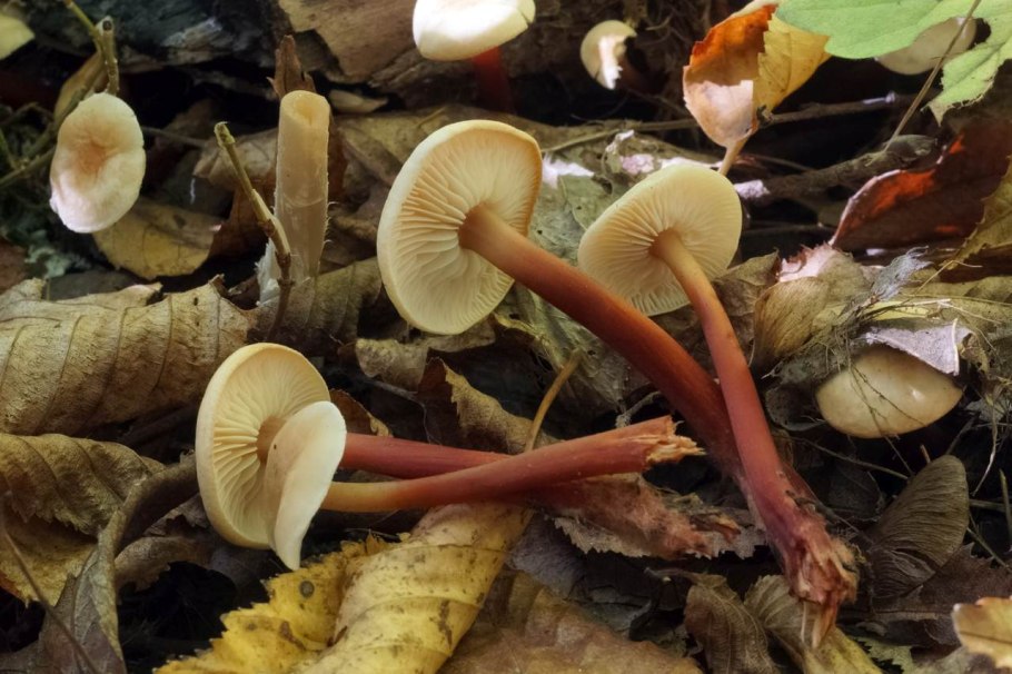 Грибы Белоруссии съедобные